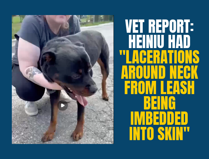 HEINIU INITIAL VET REPORT