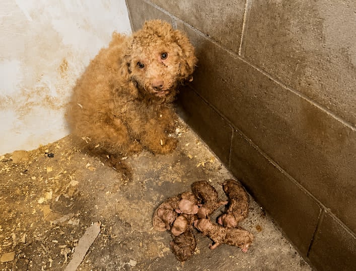 ONTARIO’S ANIMAL WELFARE CRISIS