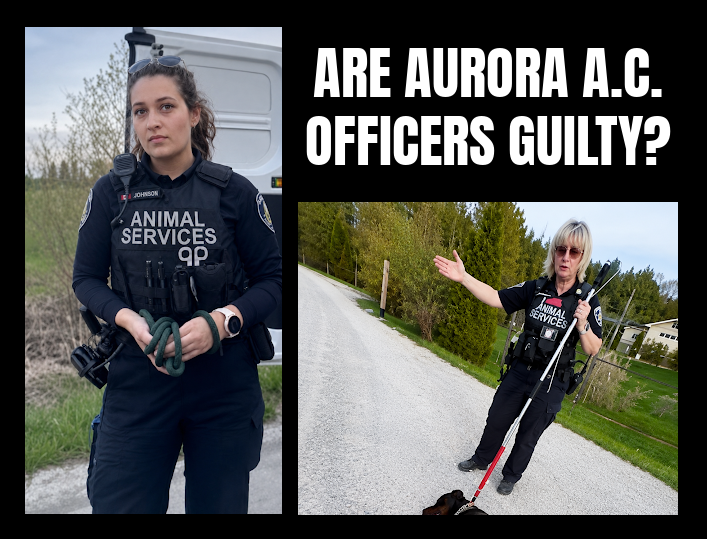 ARE AURORA ANIMAL CONTROL OFFICERS GUILTY OF ANIMAL CRUELTY – IN DEATH OF HEINIU?
