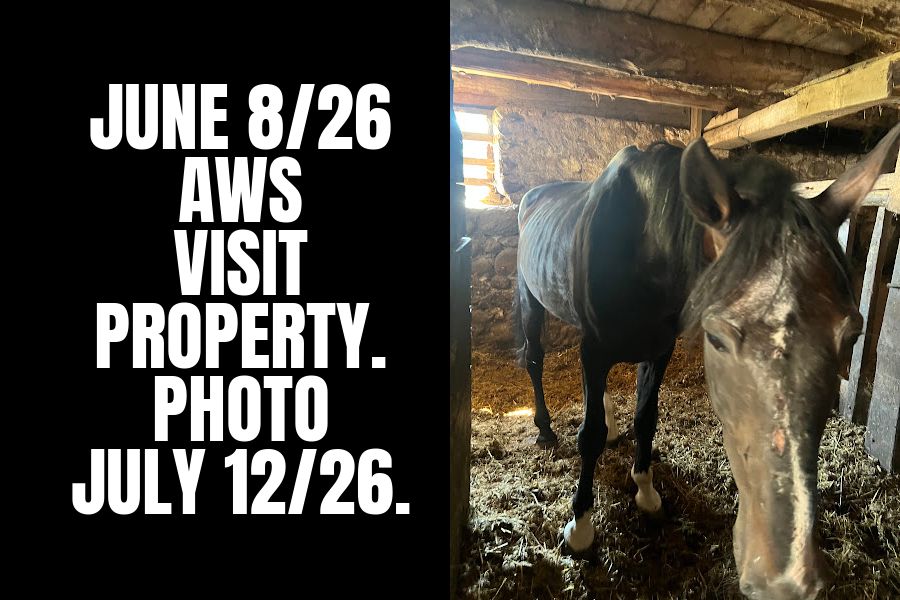 ANIMAL WELFARE SERVICES AWARE OF HORSE’S CONDITION SINCE JUNE 8/26