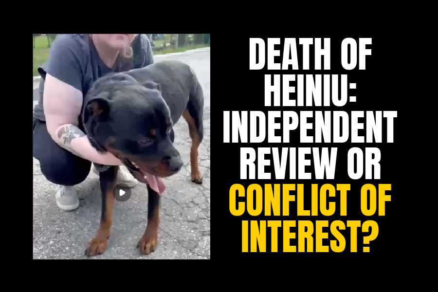 HEINIU’S DEATH – INDEPENDENT INVESTIGATION?